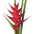 فلامینگوی صورتی هلیکونیا Pink Flamingo Heliconia